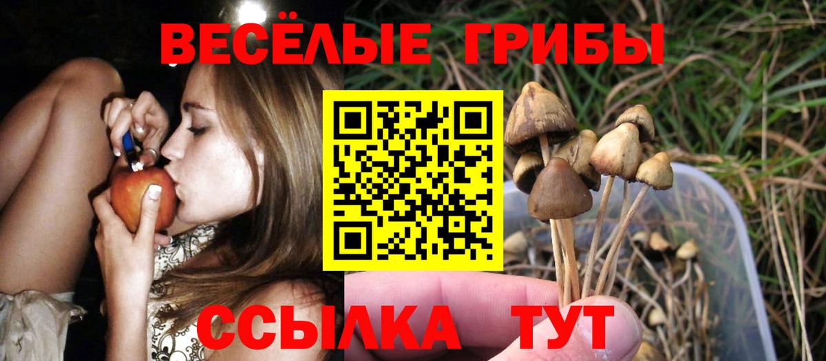 Галлюциногенные грибы Psilocybe Тамбов